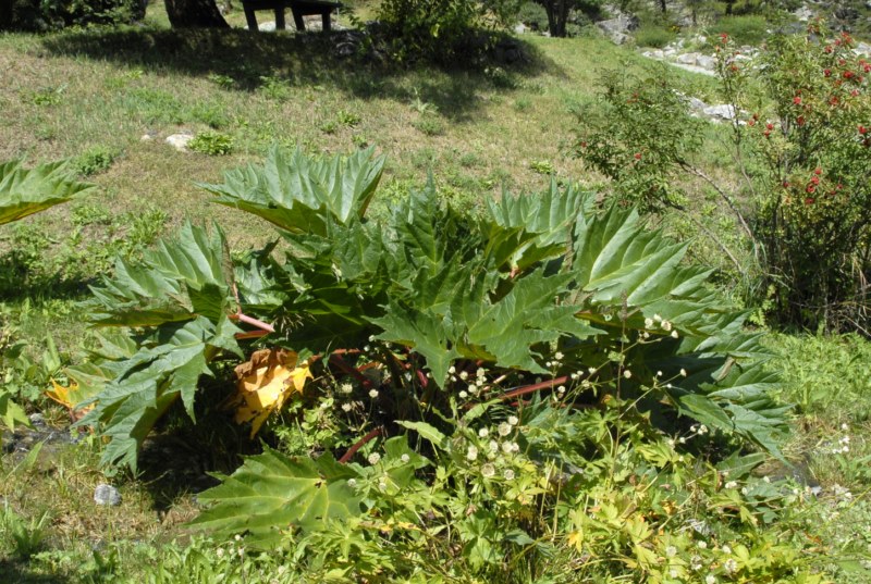 Rheum sp. (Polygonaceae)